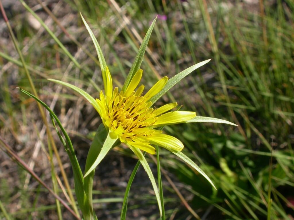 Yellow Salsify