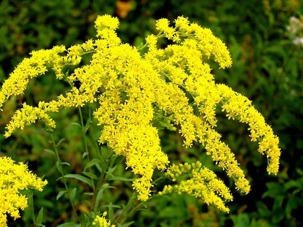 Geographical Distribution of Yellow Wildflowers