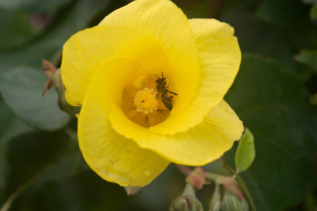 The Importance of Yellow Wildflowers in the Ecosystem