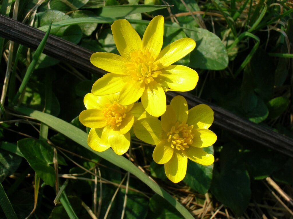 Key Takeaways About Yellow Wildflowers