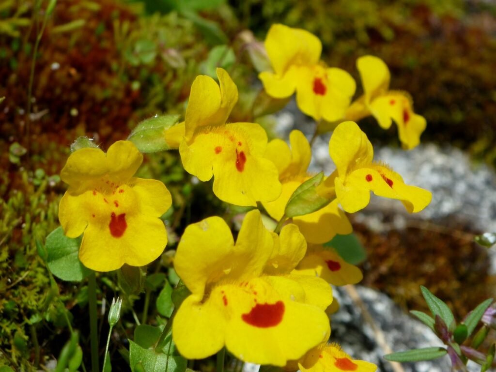 Chickweed Monkey Flower