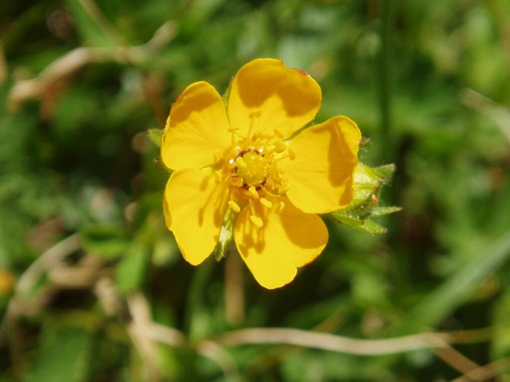 Cinquefoil