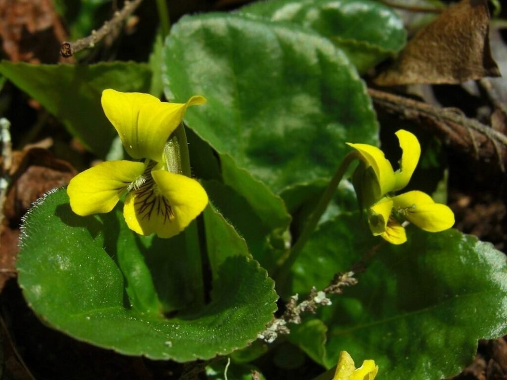Roundleaf Violet Yellow Wildflowers: A Guide to Identifying and Enjoying These Beautiful ...