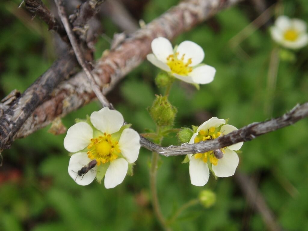 Sticky Cinquefoil