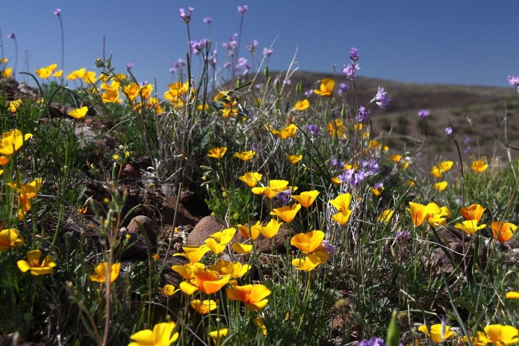 Yellow wildflowers in art and literature