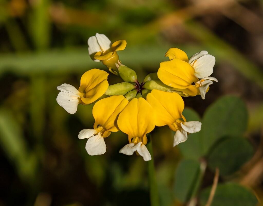Bog Deervetch