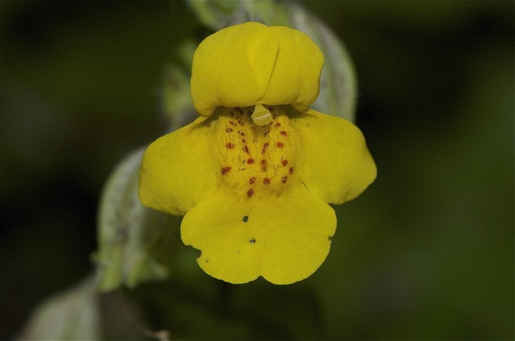 Common Monkey Flower