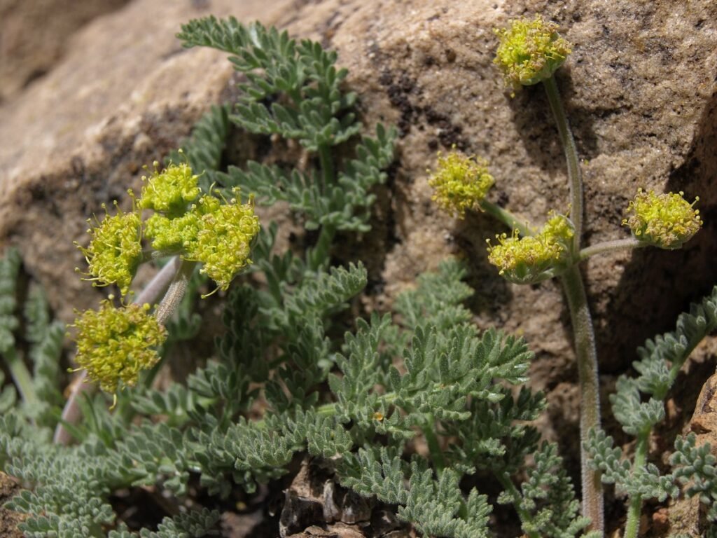 Desert Parsley