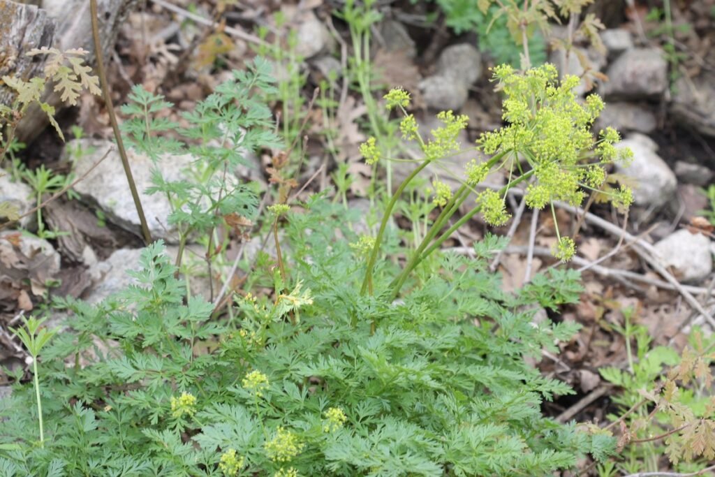 Fern-leaf Desert Parsley (Lomatium dissectum)