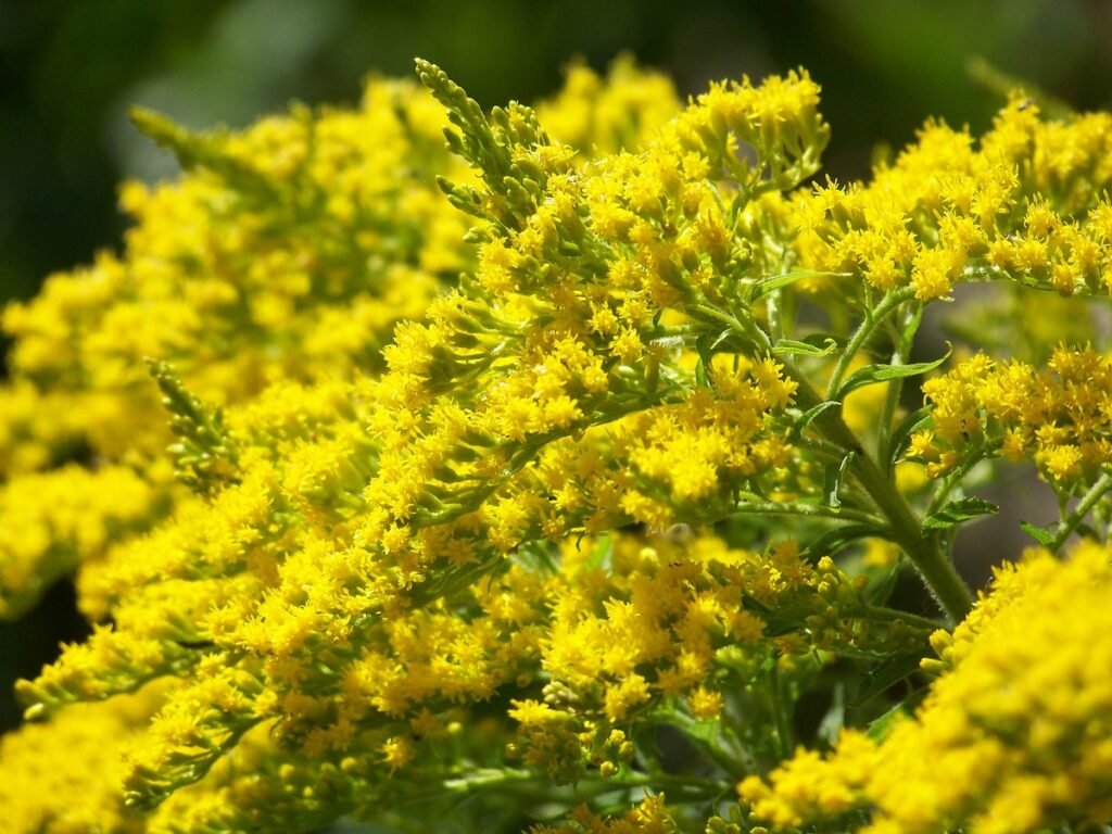 Goldenrod