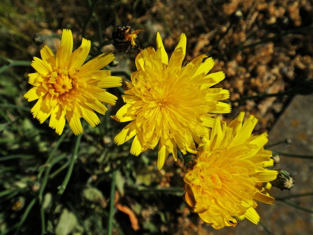 Hawkweed