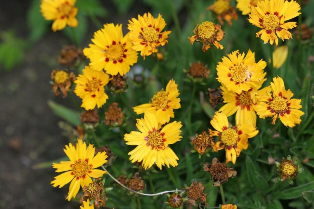Coreopsis lanceolata (Lanceleaf Coreopsis)