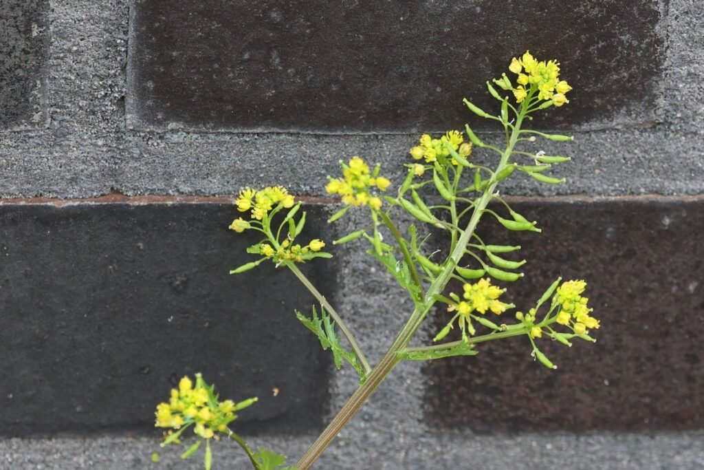 Marsh Yellowcress (Rorippa palustris)