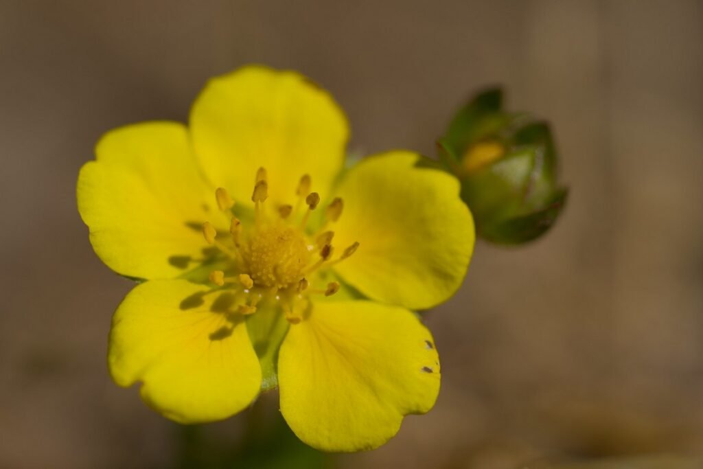 Shrubby Cinquefoil