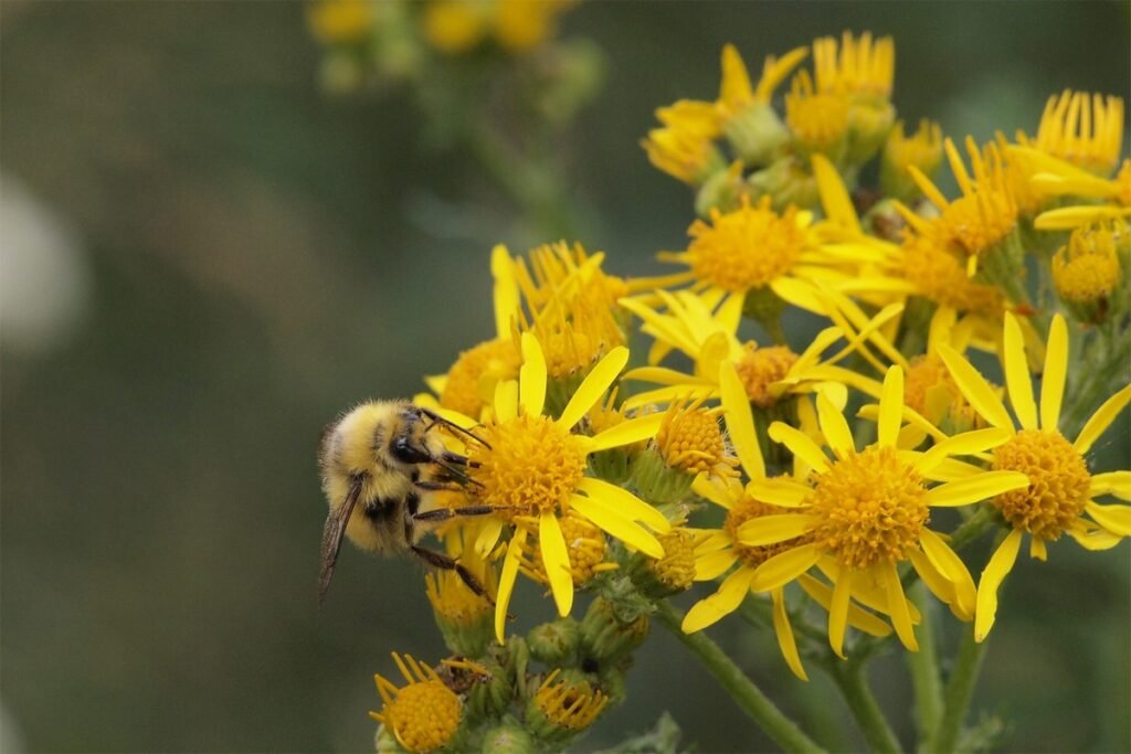 Tansy Ragwort