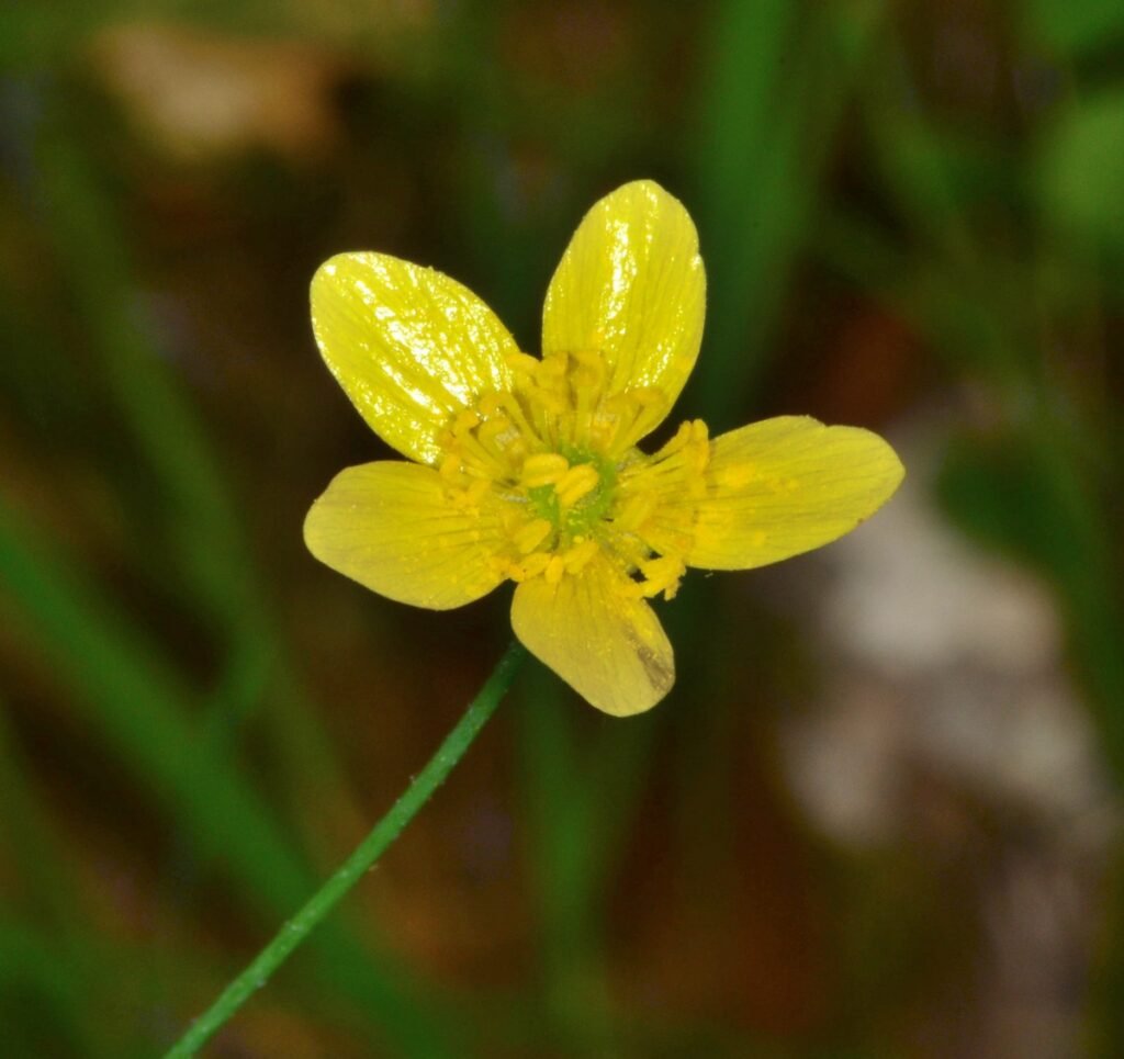 Western Buttercup