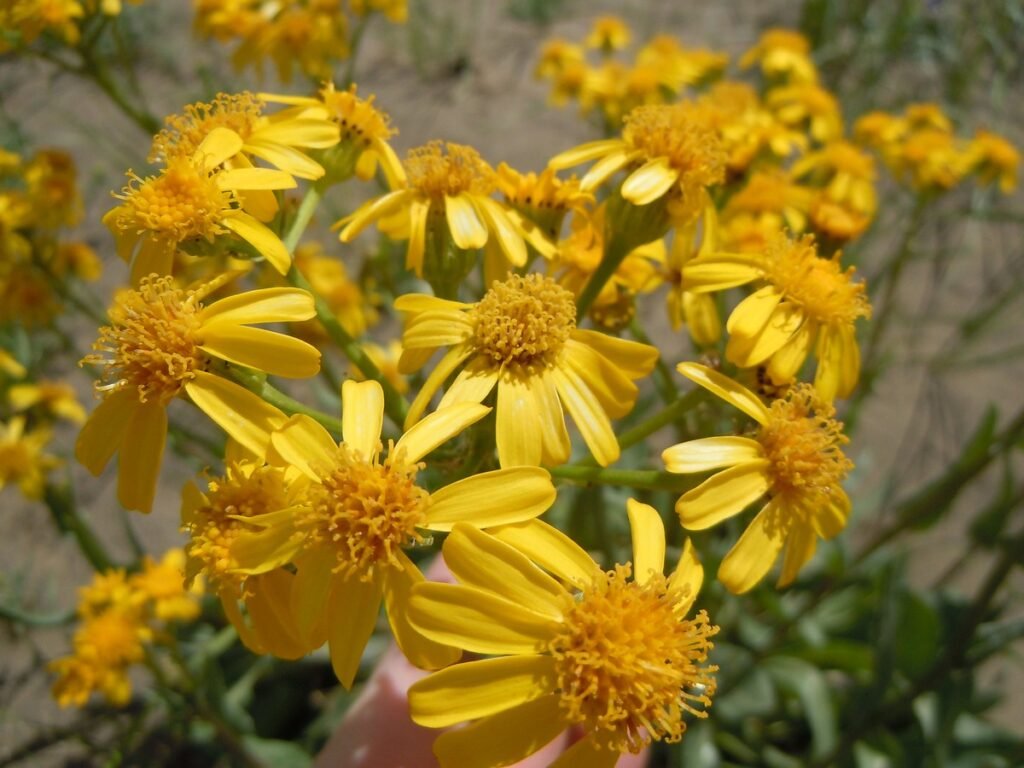 Western Groundsel