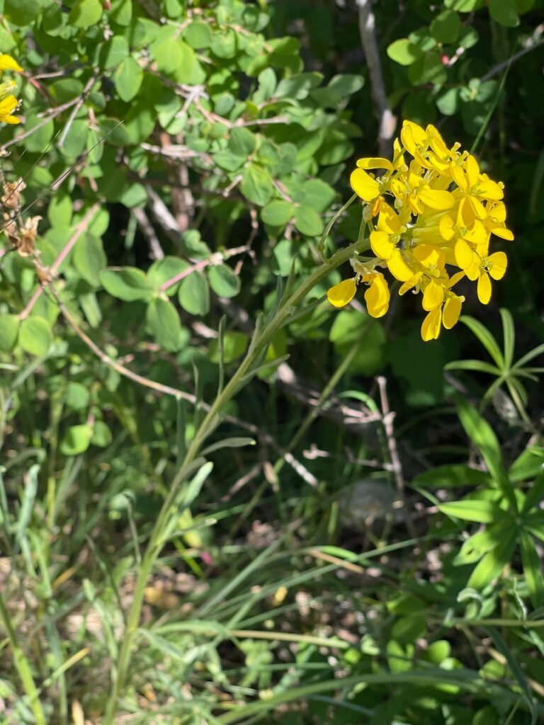 Western Wallflower (Erysimum capitatum)