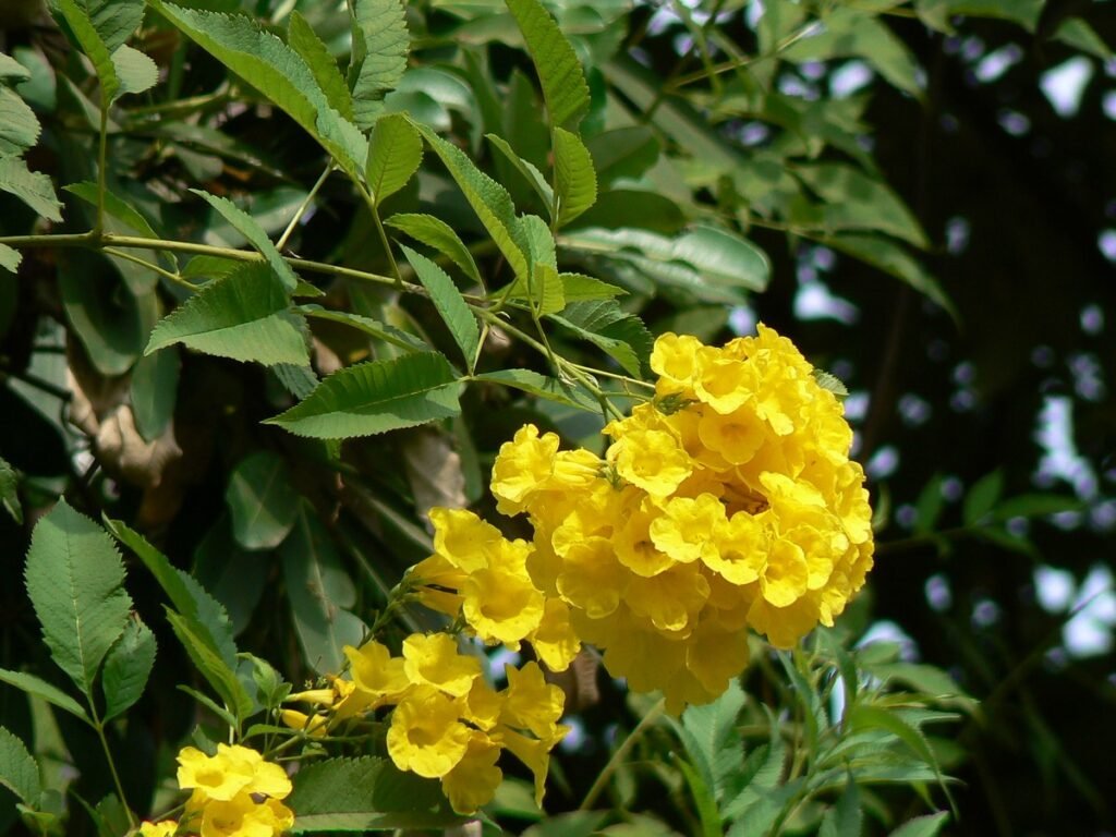Yellow Bells